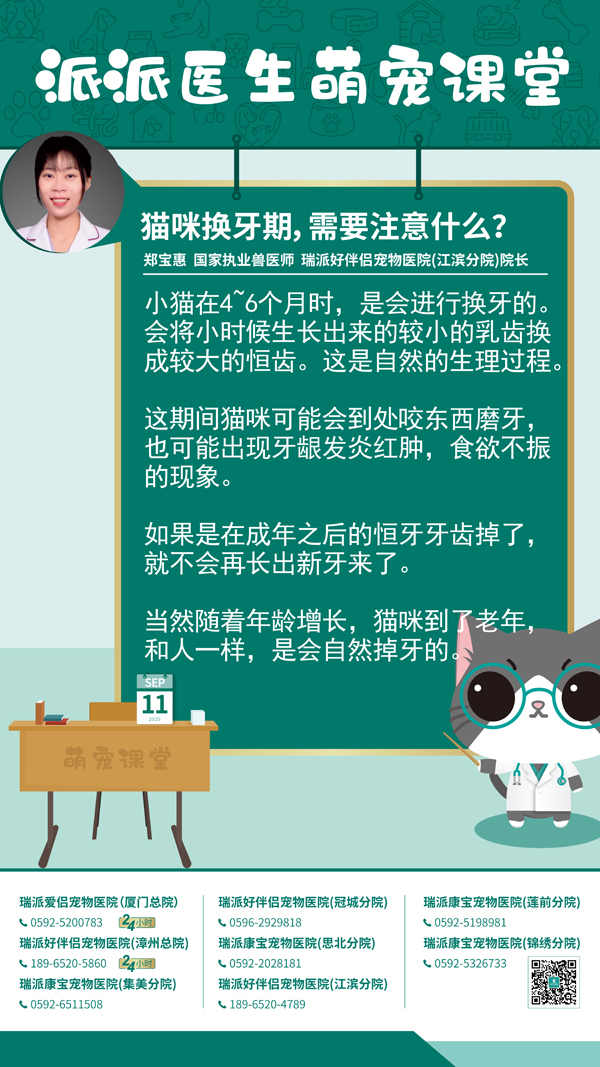 200911猫咪换牙期，需要注意什么？.jpg