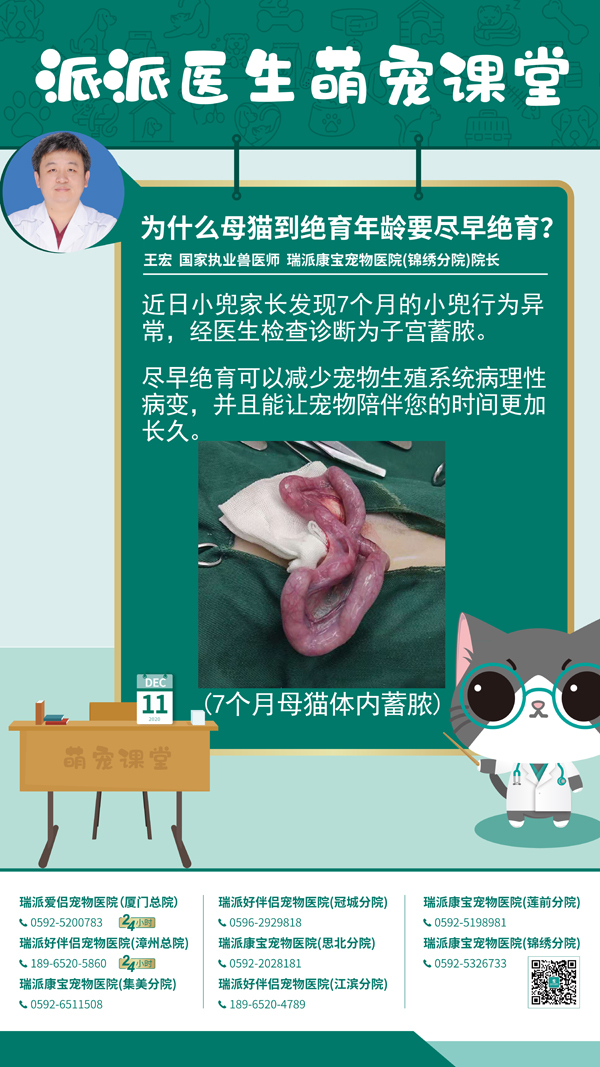 201211为什么母猫到绝育年龄要尽早绝育？.jpg